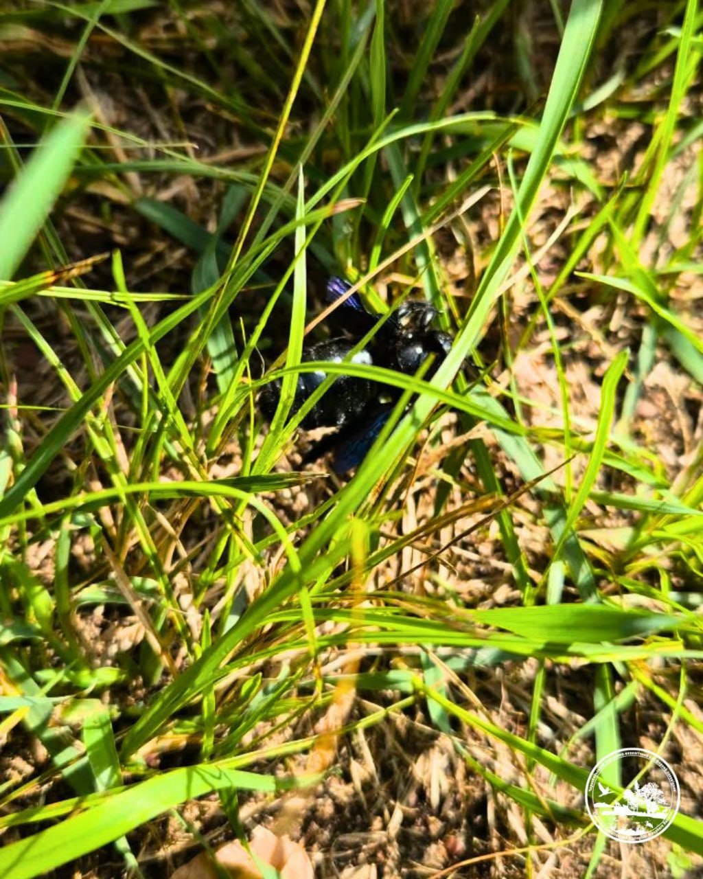 A Xylocopa thief, one of the largest bees in Europe, found in the Chernobyl zone