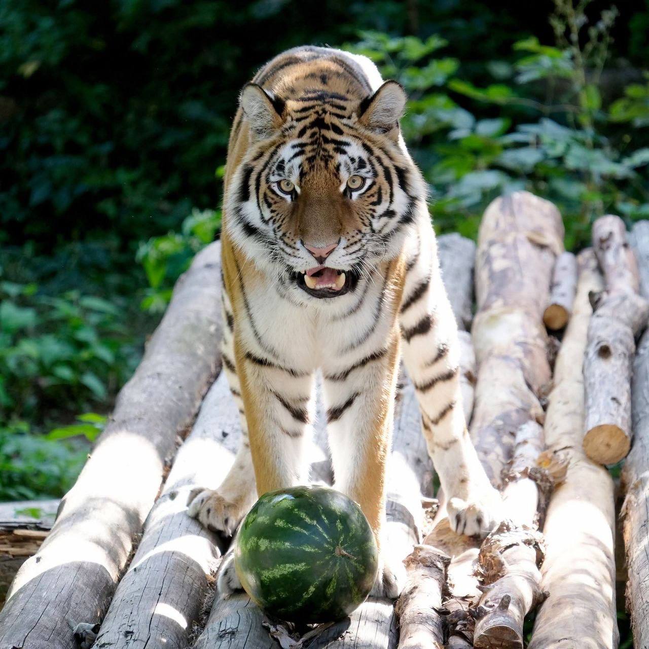Kyiv Zoo Invites to Watermelon Treats
