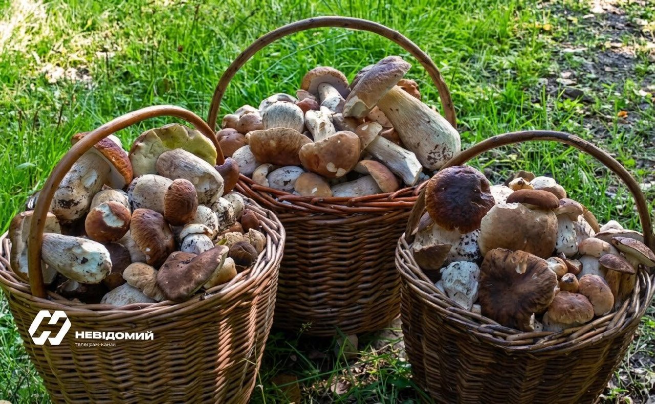 Fines for Selling Wild Mushrooms in Ukraine