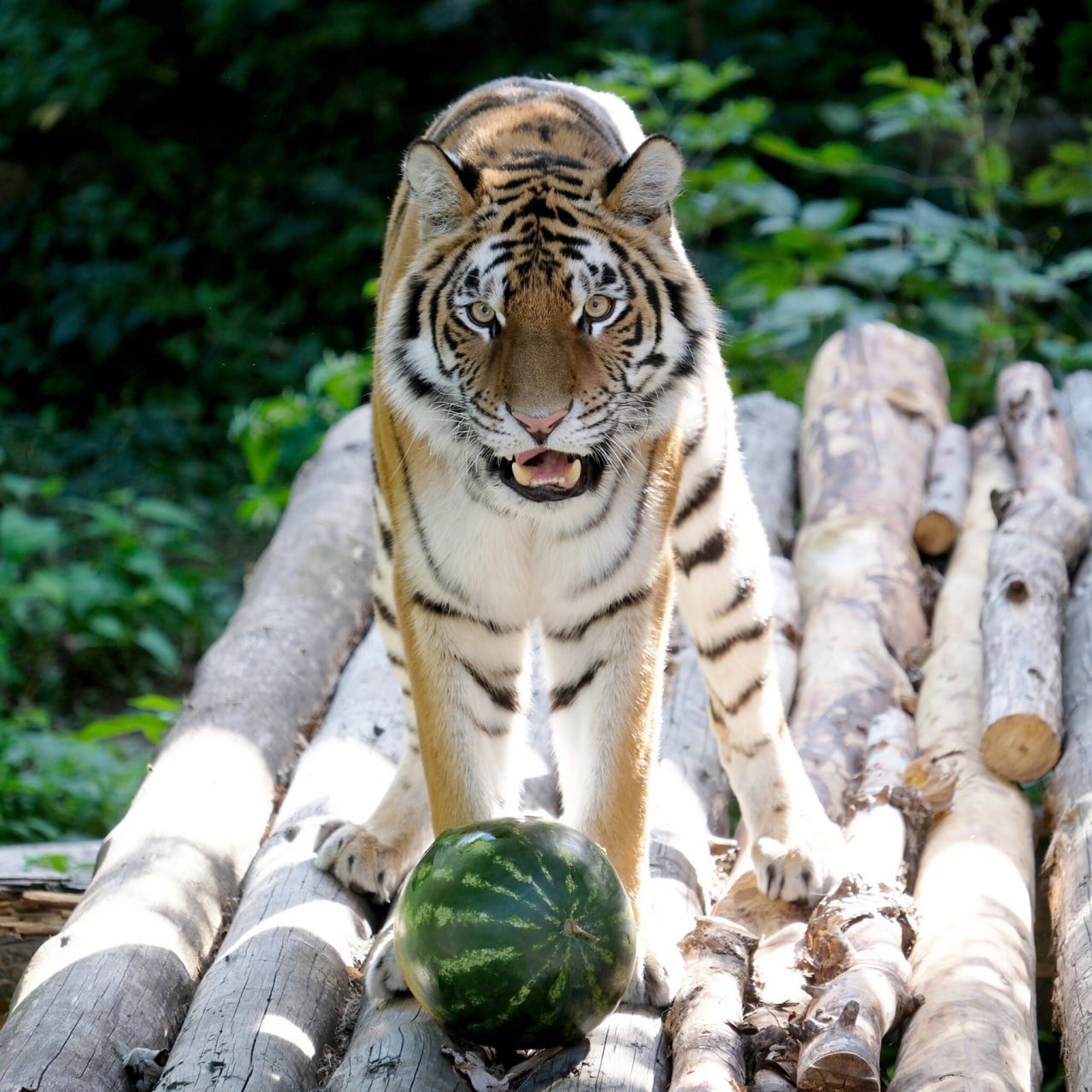 Watermelon Weekend at Kyiv Zoo: Treats for Animals