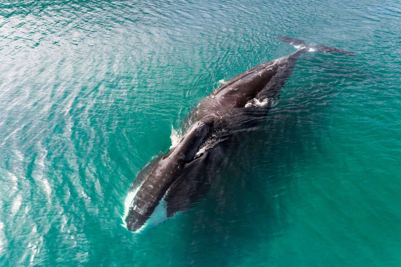 US Changes Interpretation of Endangered Species Protection Law